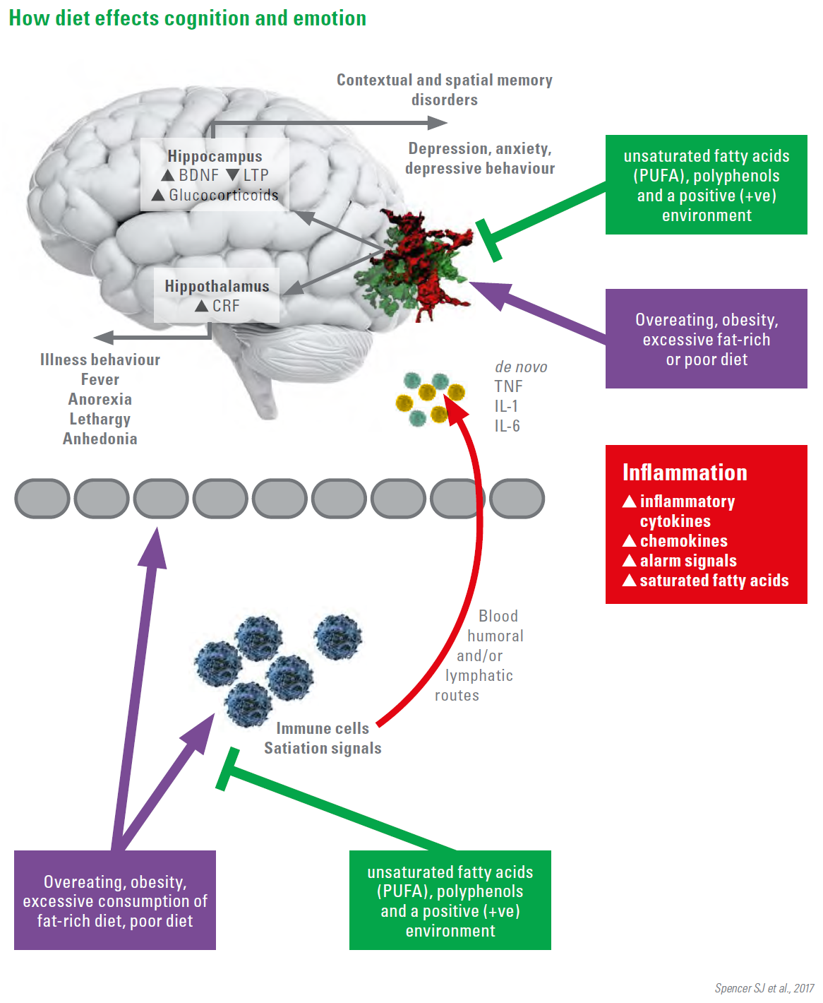 What is cognition discount and cognitive development